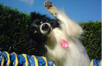 Clínica Veterinária Amorecão - Foto 1