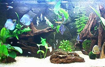 Aquaripesca Aquários e Artigos de Pesca Pet Shop - Foto 1