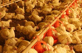 Implavi Indústria e Comércio Implementos Avícolas - Foto 1