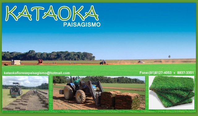 Grama Esmeralda - Foto 2