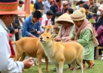 Arraiá da Causa Animal