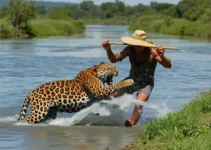 agricultor e onça