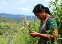 capacitação sobre uso popular de plantas medicinais